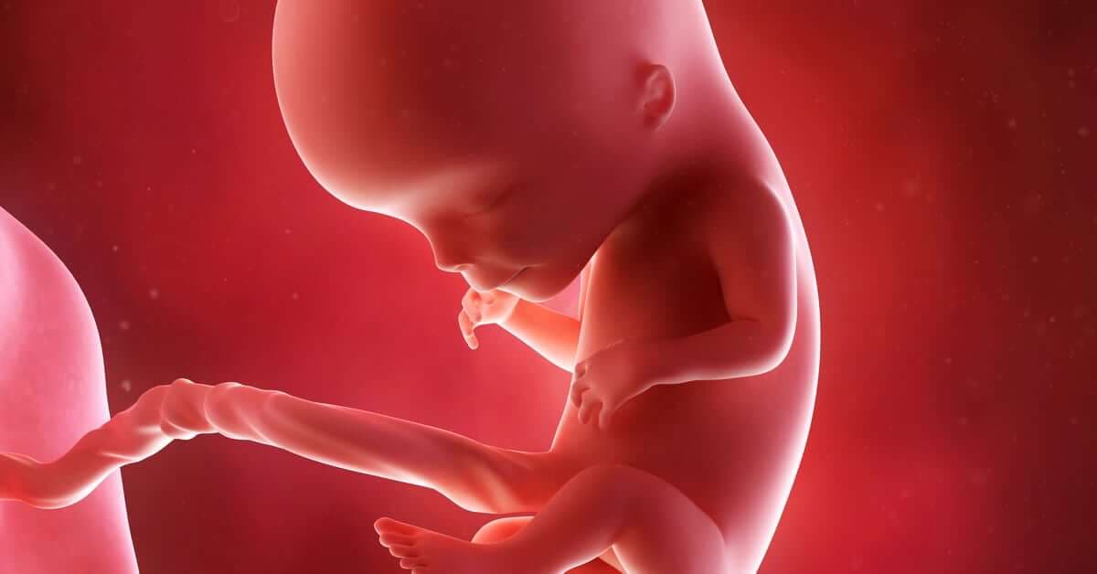 12 Haftalık Gebelikte Bebeğinizde ve Sizde Neler Değişiyor? kapak resmi