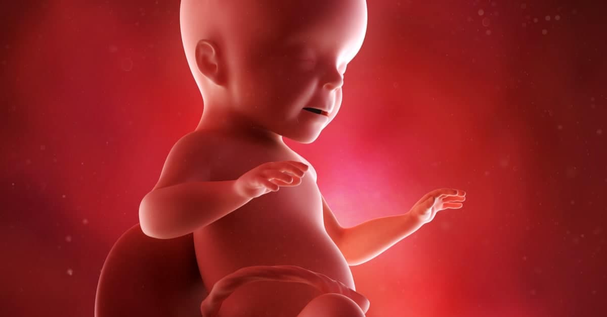 26 Haftalık Gebelikte Bebeğinizde ve Sizin Bedeninizde Neler Değişiyor? kapak resmi