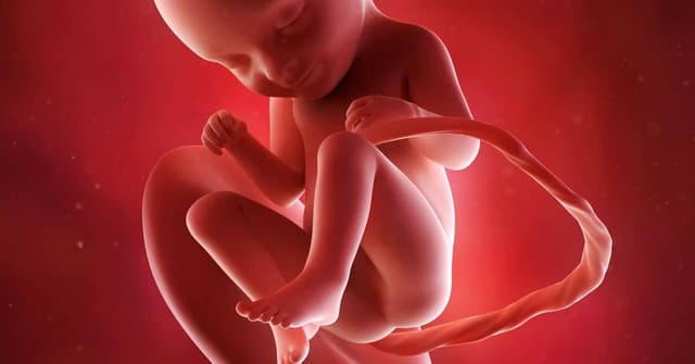 33 Haftalık Gebelikte Bebeğinizin ve Sizin Gelişimi: Bilmeniz Gereken Her Şey image