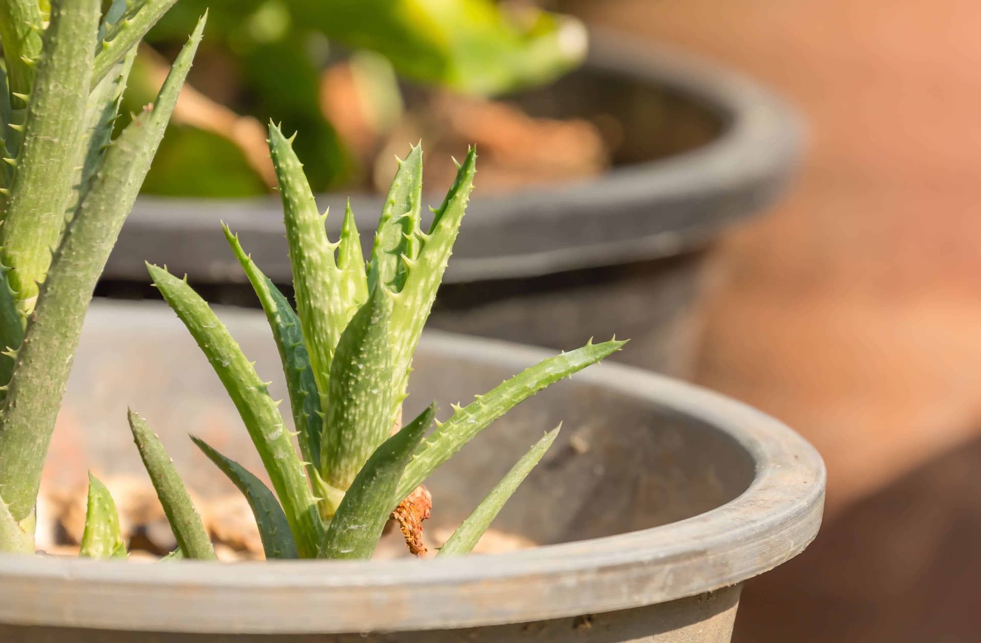 Aloe Vera'nın 7 Faydası!