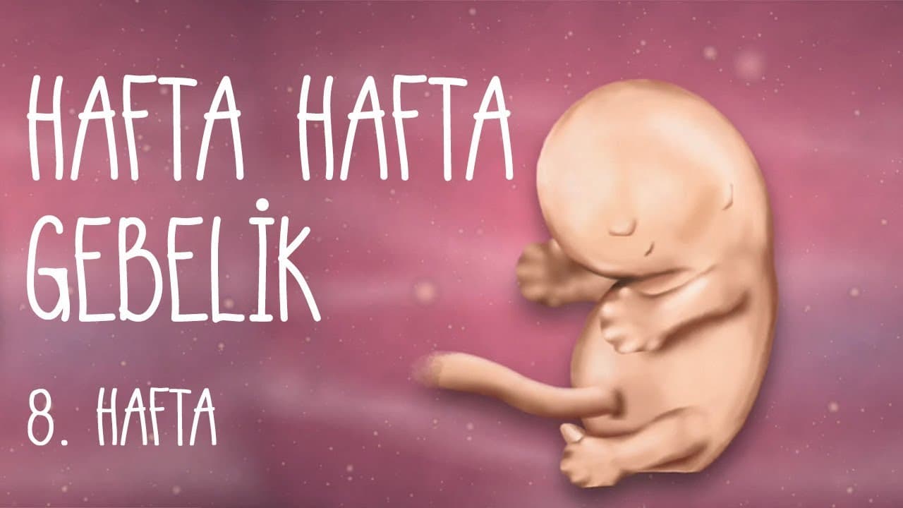 Hafta Hafta Gebelik 8. hafta