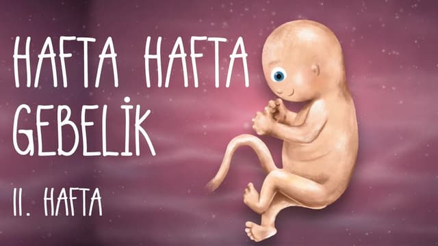 Hafta Hafta Gebelik 11. hafta image