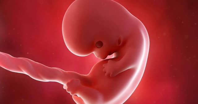 8 Haftalık Gebelikte Bebeğin Gelişimi ve Annenin Yaşadığı Değişimler image