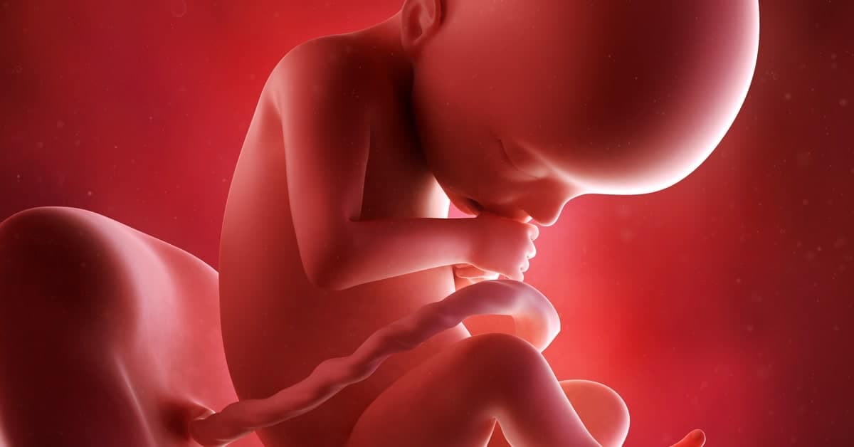 22 Haftalık Gebelikte Bebeğin ve Annenin Gelişimi kapak resmi